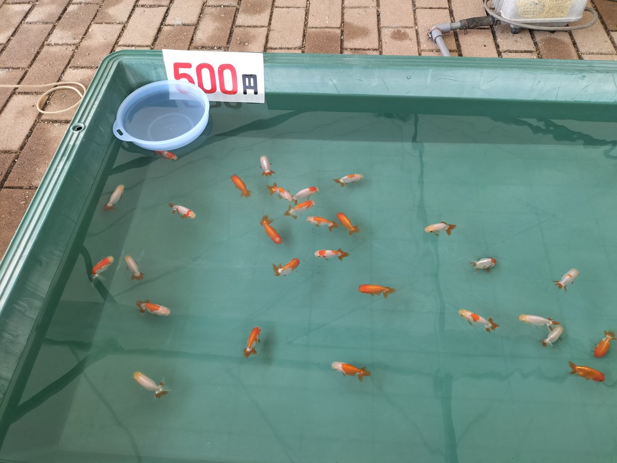 Hebi_taro's tweet photo. 地元のらんちう品評会に行ってみた。金魚って良いよなぁと思うのはジジィになったから？何匹かお持ち帰り。今度は鷺に食われないように気をつけます😓 https://t.co/Gbr0IsrGiO