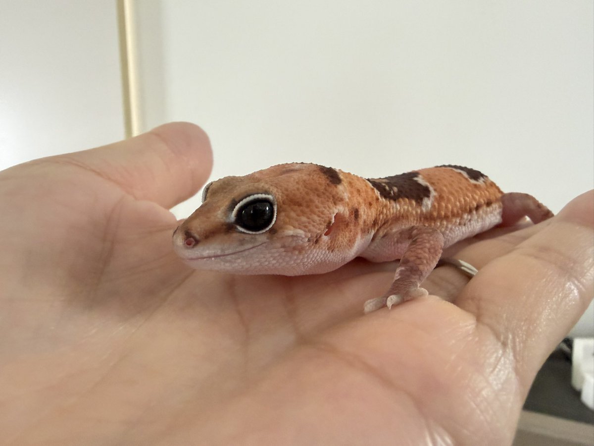 rinmei_g's tweet photo. いらっしゃいませ😊
#ニシアフリカトカゲモドキ 
#イミテーターヤドクガエル 
#クランウェルベルツノガエル 
#コウレプ https://t.co/opGyW8hQkM