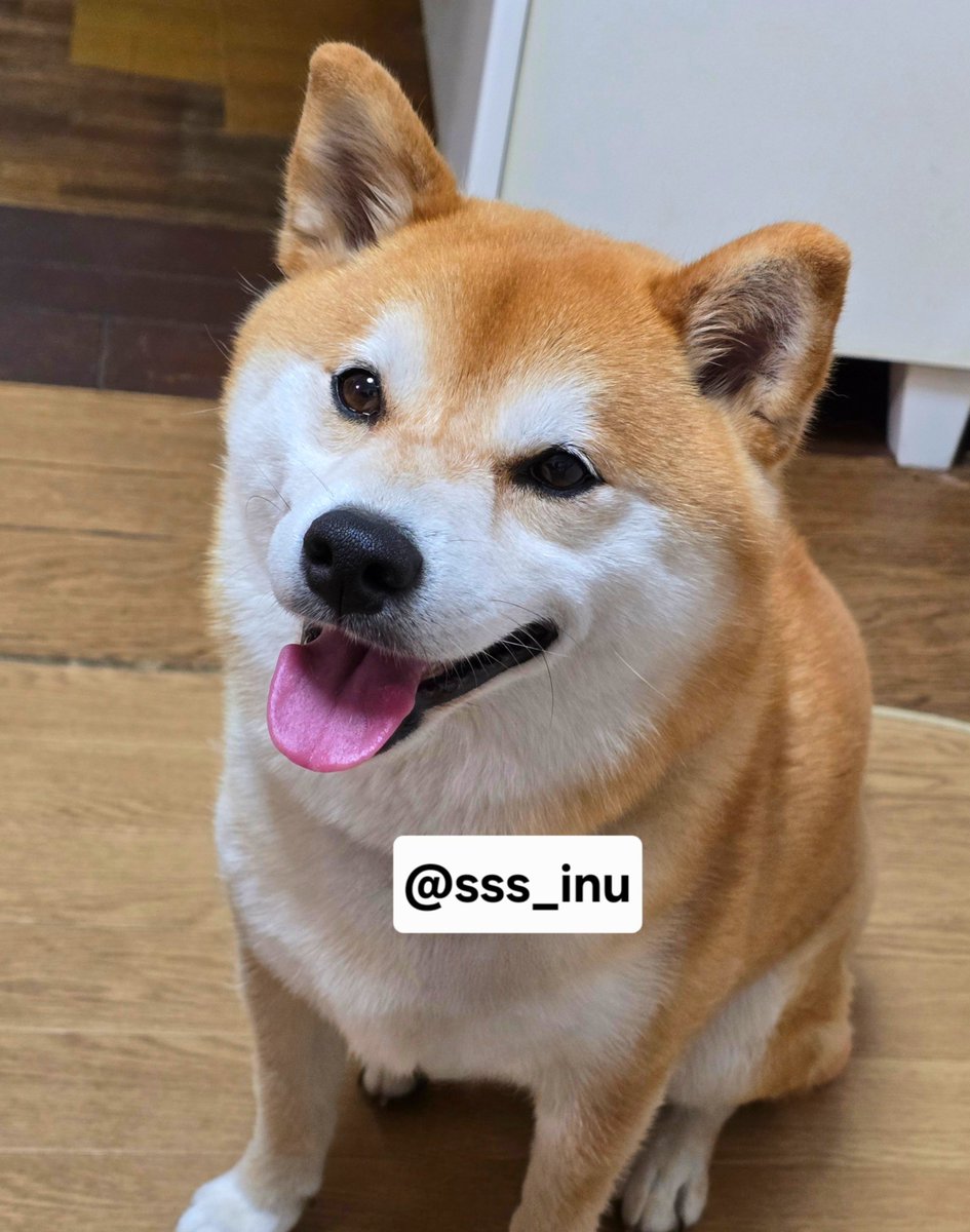 sss_inu's tweet photo. おはよ～～✨✨ https://t.co/wn1JOzaFWU
