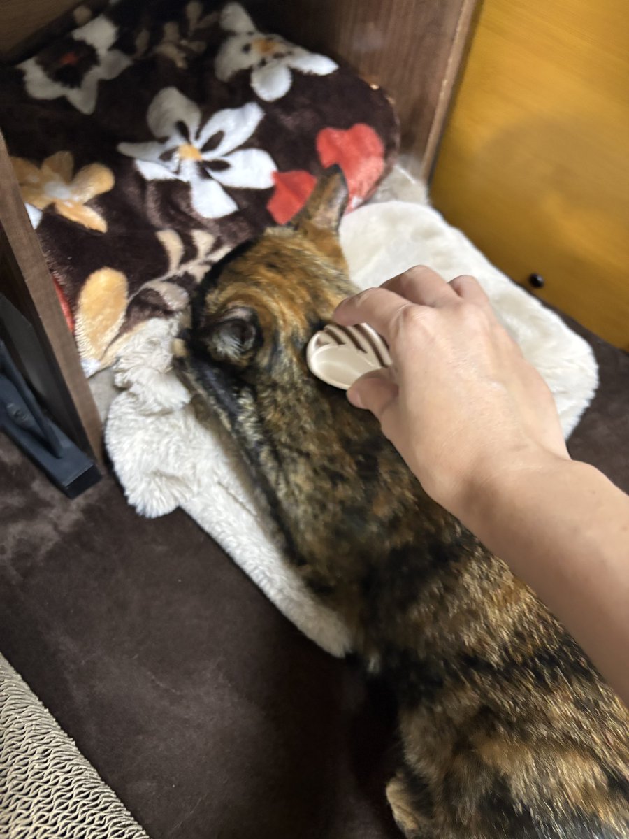 soineko_cat's tweet photo. ウルーちゃんのシッティング4日目🐈

今日はいつも以上に甘えん坊🥰
「ちゅっぱする？」とマフラーをポンポンすると、ちゅっぱタイムに💕
そのままブラッシングもさせてくれました🪮

夕方も足元にスリスリしながらたっぷり甘えてくれて、遊んだあとはちゅっぱしながらウトウト😴💕 https://t.co/b7WJfvMINq