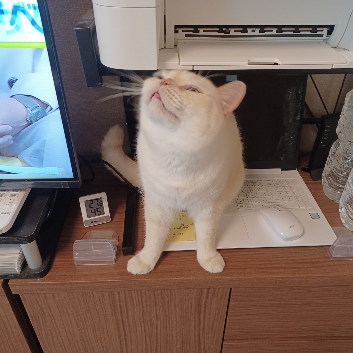 Daizu1215's tweet photo. 本日の大豆にゃんは🐾パソコンにスリスリしてる大豆にゃん🐱そこは大豆にゃんの縄張りじゃないの！！😂　#猫好きさんと繋がりたい　#猫のいる暮らし https://t.co/dj6GFC5Yef