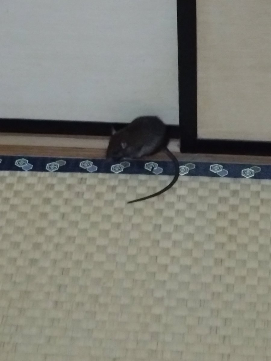 Werutti's tweet photo. おっふ…まじか、
おはよう https://t.co/cZtaRbQhyG