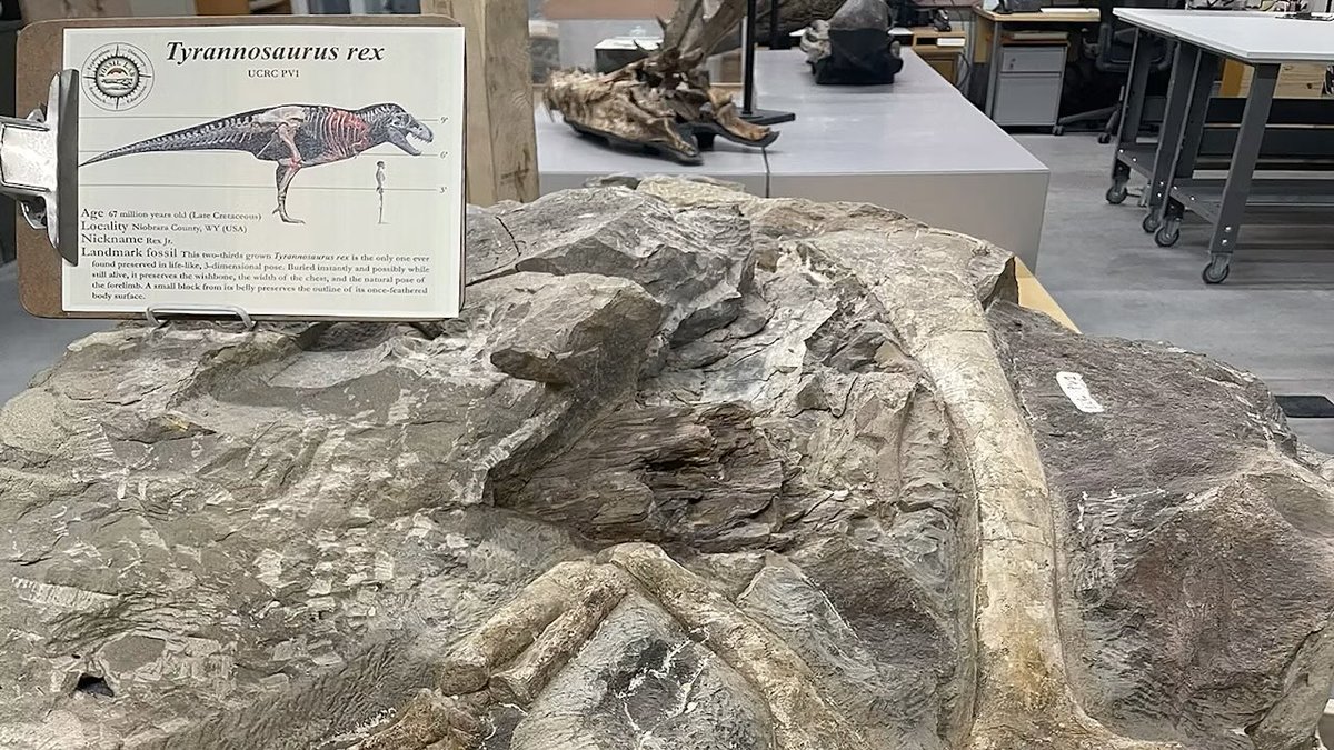 TM9380's tweet photo. An article was just released outlining details of a subadult T.rex currently being prepped at Dr. Paul Sereno’s lab. He’s being rather coy about certain details until publication but he’s indicating some intriguing possibilities regarding integument. Link below, time will tell https://t.co/pxqjrWkQAv
