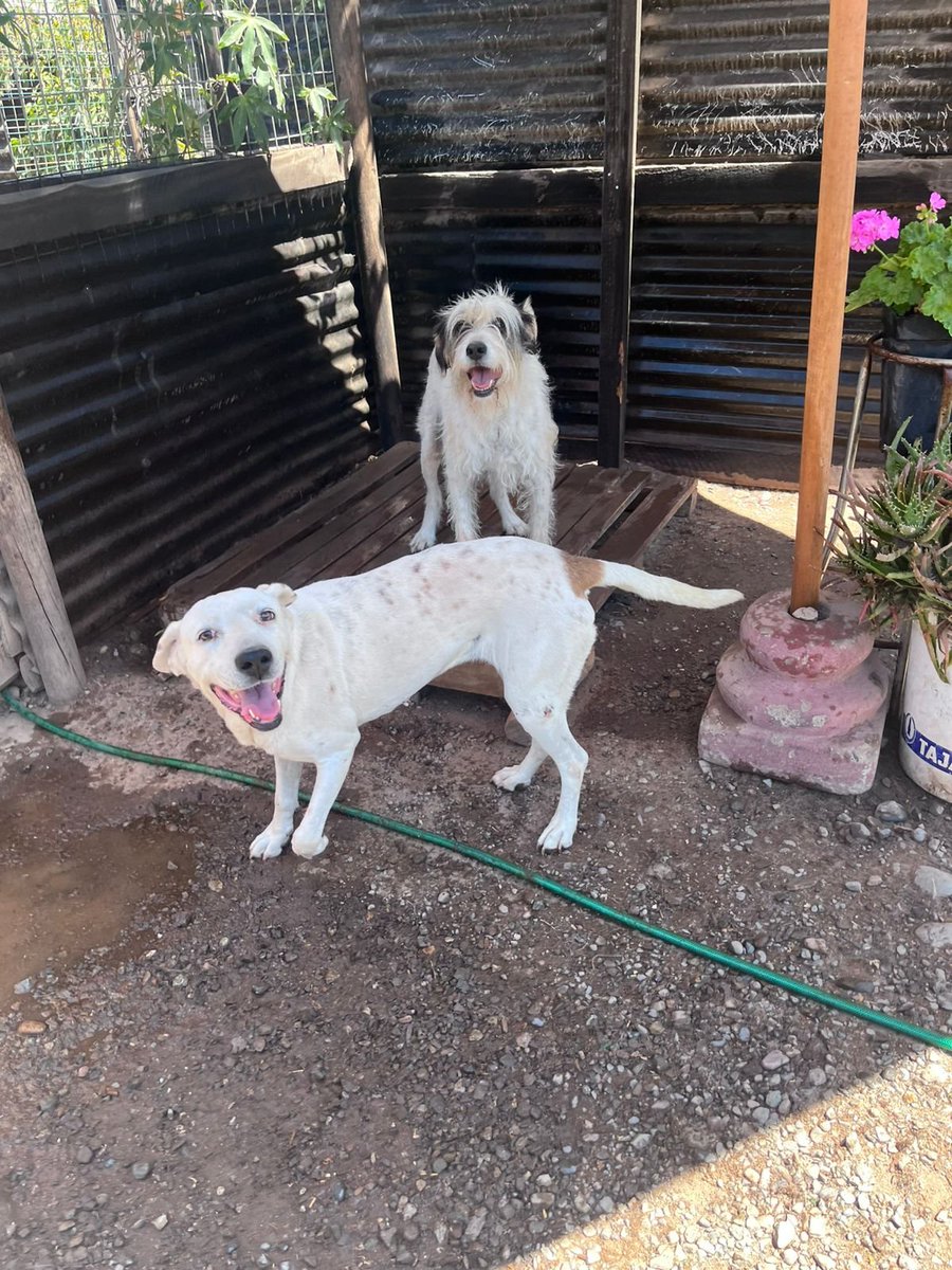 XimenaAG70's tweet photo. Kassia es la pequeña XL de la foto, la 1rra,no quedaron registros de cuando la rescaté pero créanme,en pésimo,no sé lleva con gatos ni perros pequeños,es muy tierna y amorosa,está en #SantiagoDeChile a la espera de su adopción,debo reunir $123mil, me ayudas? datos 👇 por favor 🙏 https://t.co/tCpvr2cvQC
