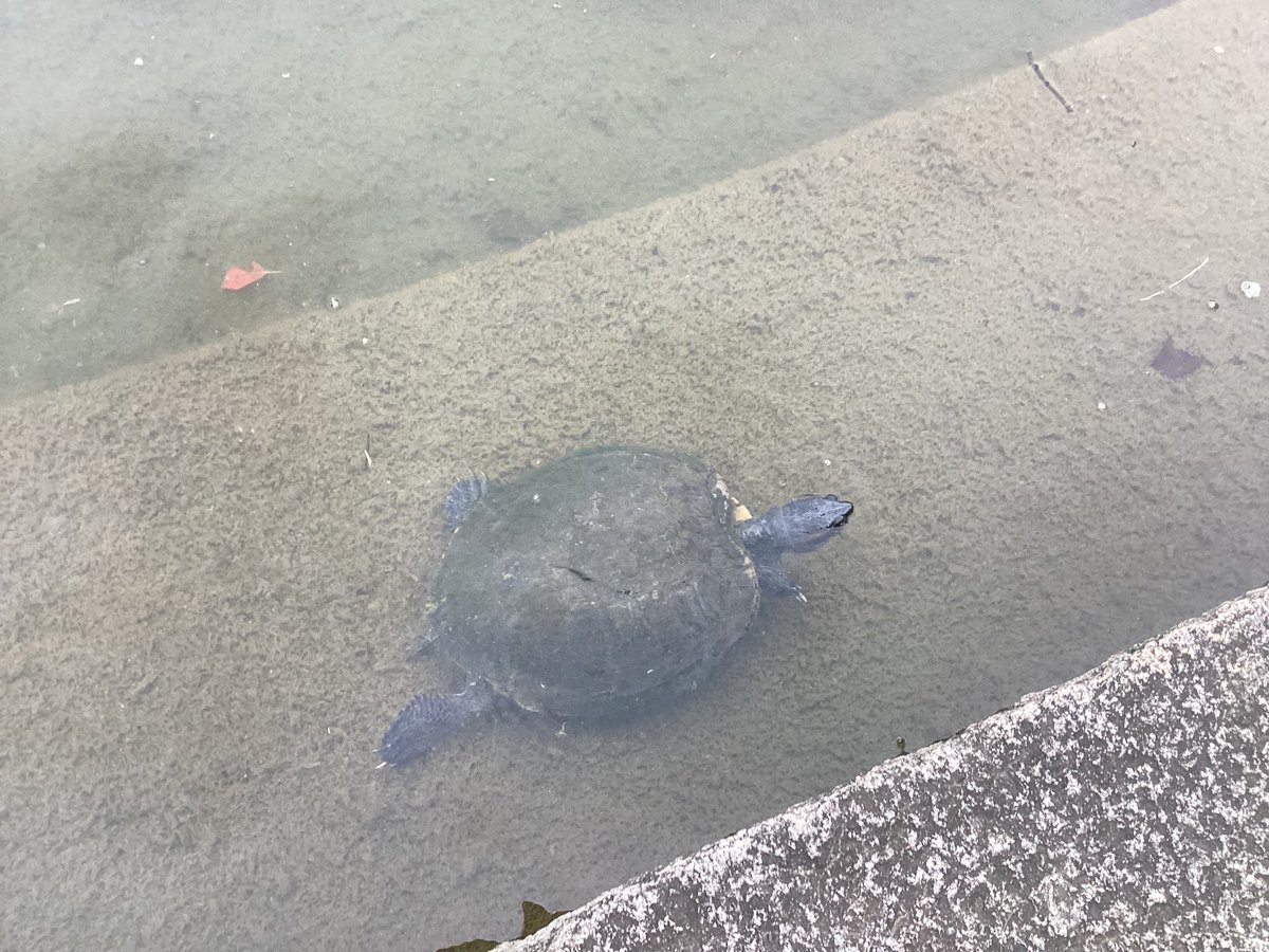 blaustan's tweet photo. レモンガススタジアムの周辺は公園でお祭り感があって良い！
スタグルも魅力的なものばかり。
#ブラウブリッツ秋田　#秋田サポ湘南遠征　#サンクトガーレン https://t.co/iSMkEE3vIB