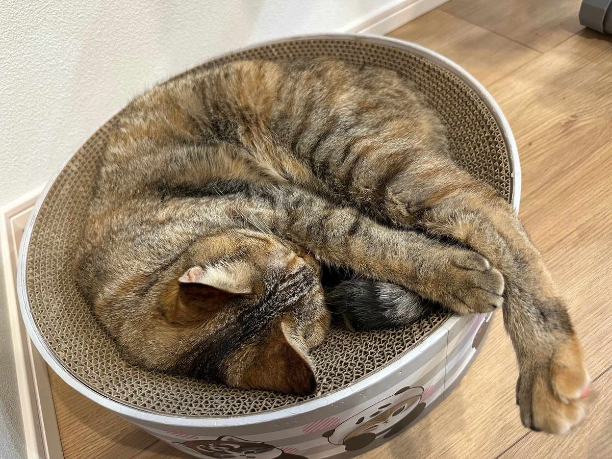 botan_cats's tweet photo. 足出てる猫ﾁｬﾝ https://t.co/UBLK0T1hJI