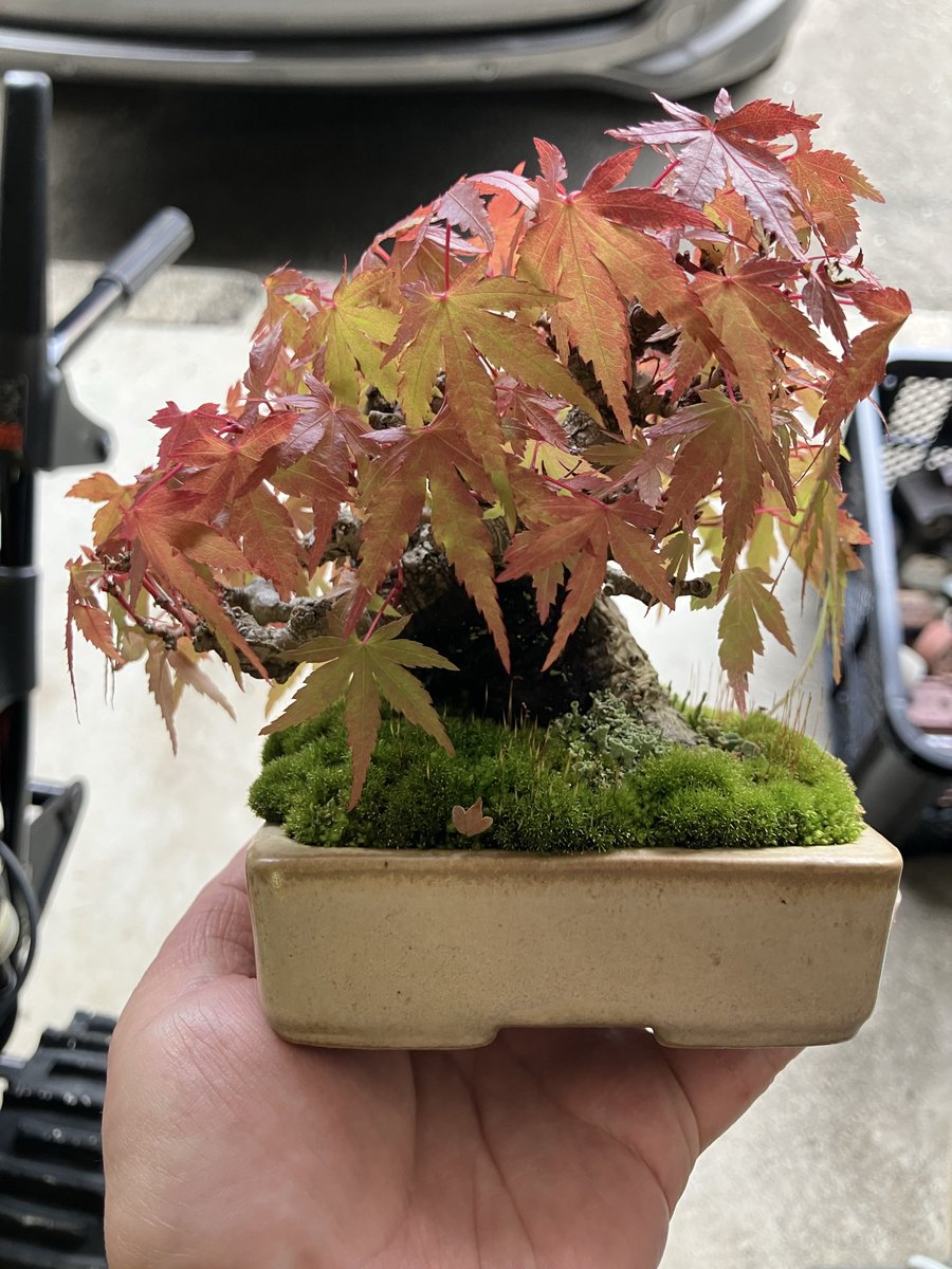 kuma9208's tweet photo. 朝晩の寒暖差が凄い。
紅葉が進んできた。
#盆栽 #bonsai https://t.co/2E6QPNrp7u