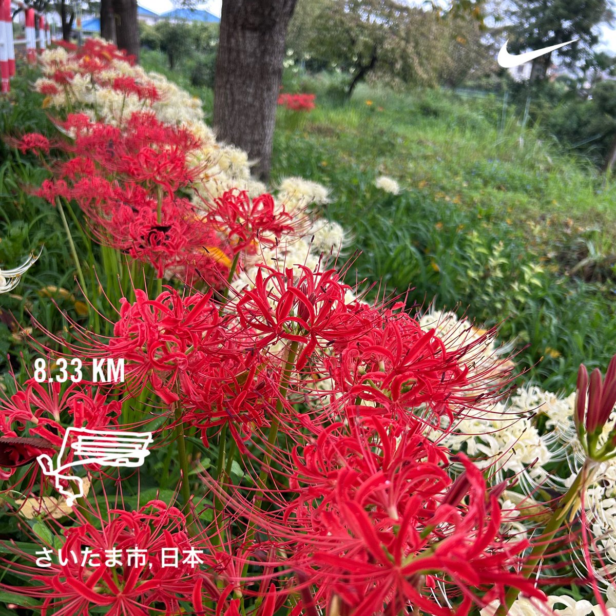 OTaichiu's tweet photo. 彼岸の入りに合わせたかのように満開になりました𖤣𖥧𖡼.𖤣𖥧

昨日、ポストに「じいじ元気でね」と書かれた葉書が届きました✉️←孫1号から
そっか…けーろーの日か
初期高齢者の自覚のない爺👴
#見沼代用水 #ヒガンバナ https://t.co/KEUwwIhXHY