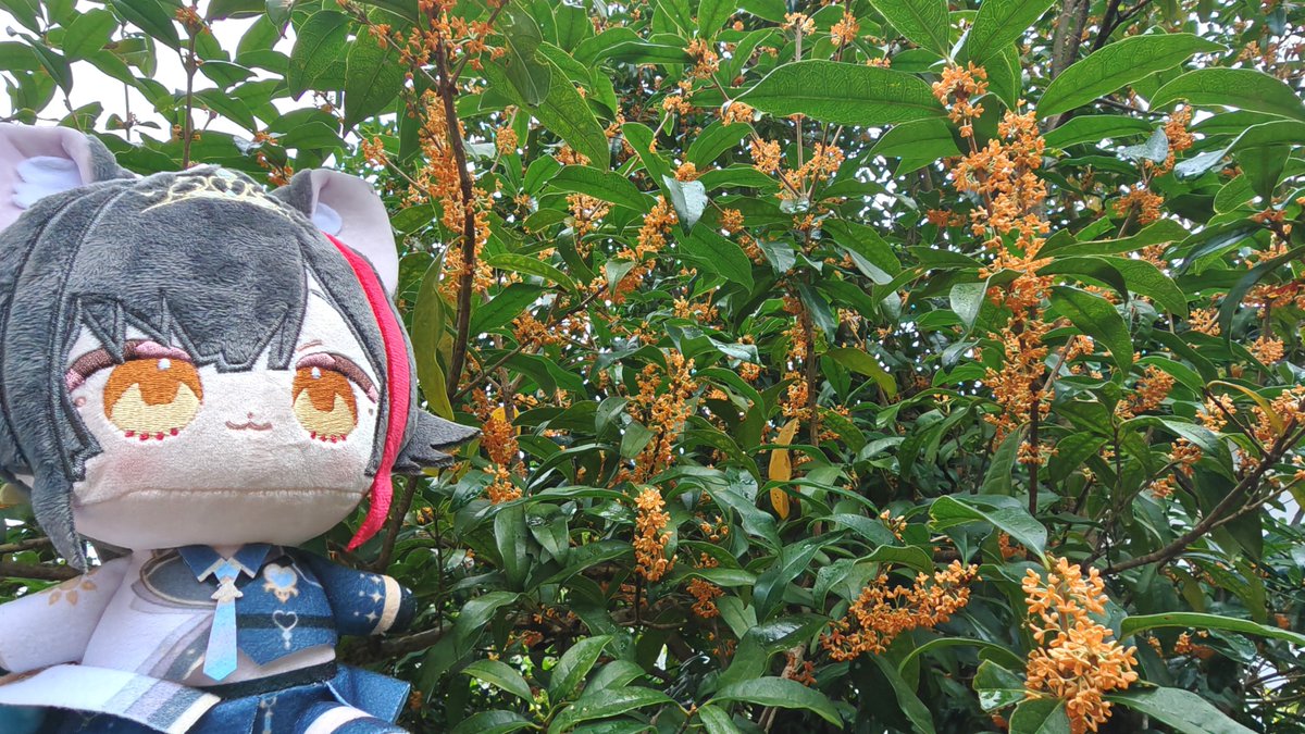 dh3ev3tt1t's tweet photo. ミオしゃミオファの皆様おはみぉーん！
私の #秋を感じた瞬間 は金木犀です！
外に出てふと金木犀の香りが届いた時に「もう咲く時期かぁ」と秋を鼻で感じました！
あちこちから香ってくるので散歩の気分も良くなります☺️
#朝ミオおたより https://t.co/AH837aDHYm