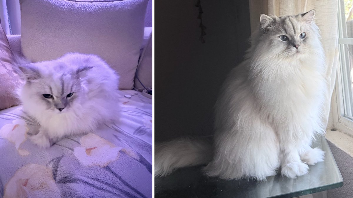 ForTheLoveAlex's tweet photo. FLUFFY IS FEELING FLOOF-DERFUL! 😽 🙌 Thanks to donors, Fluffy's dental surgery healed his fevers. Read more: https://t.co/nXF9Vt7NBc #fortheloveofalex #nonprofit #successstory #helpingothers #cat #FluffyFriends #chinchillapersian #handsomeboy #fundraising #petsinneed #meow https://t.co/SXZsll26lm