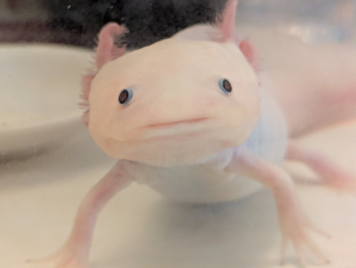 Mpxqaj's tweet photo. おはぽよ　おはおもち☁ https://t.co/607062eV29