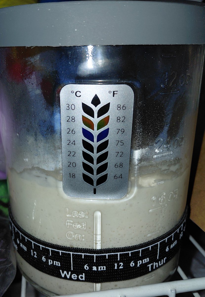 Alpha_Psionic's tweet photo. Day 4 sourdough starter has doubled in size after feeding it a few hours ago. https://t.co/1DEw356lqI
