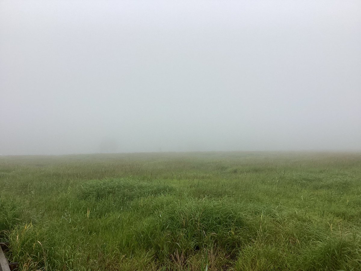 chojabaru_vc's tweet photo. 9月20日（日）
気温　19℃
天気　🌧️

今朝のタデ原周辺は濃霧に覆われています。昨日までの予報は外れ、少し雨も降っています。 https://t.co/O7q9ugKm36