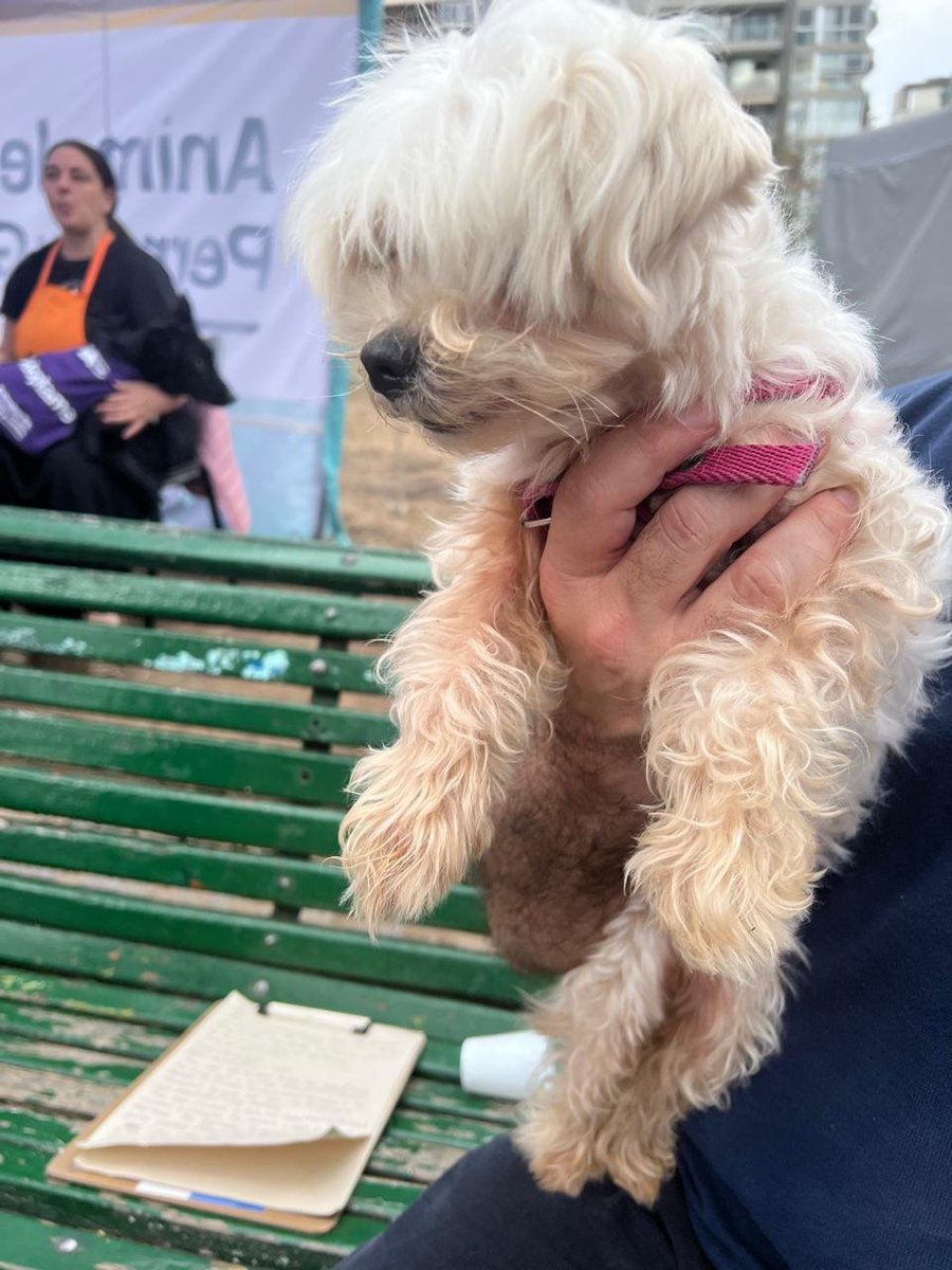 patripeyrou's tweet photo. Recién encontrada en la plaza Monseñor De Andrea . Anchorena y Paraguay 
Tel : 116501-0811  Maria https://t.co/QKie1HpqqW