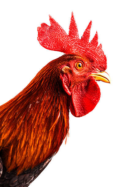 AgnesMeridhsco's tweet photo. 富士五湖を訪れると鮮やかな湿原に出会える。 https://t.co/I1p2KDKtvJ