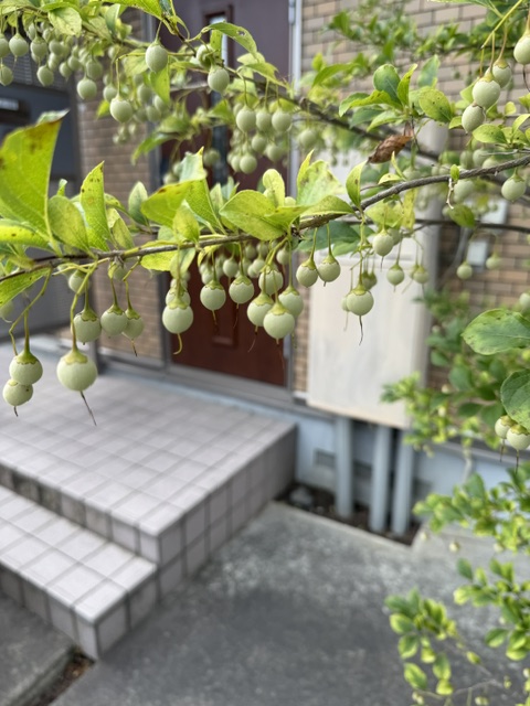 Sunsoleiyu's tweet photo. ヤマボウシの実から少し歩くと、今度はエゴノキの実を発見！
　
小さな可憐な花をたくさん咲かせていたと思ったら、今度は可愛い実がたくさん(^^)/

良い木です(^^♪ https://t.co/fA3sPF0RlU