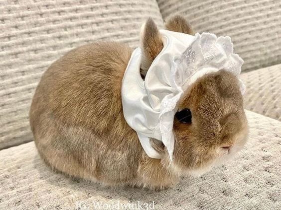 flutterbunbun's tweet photo. https://t.co/HnrKiDyPSG