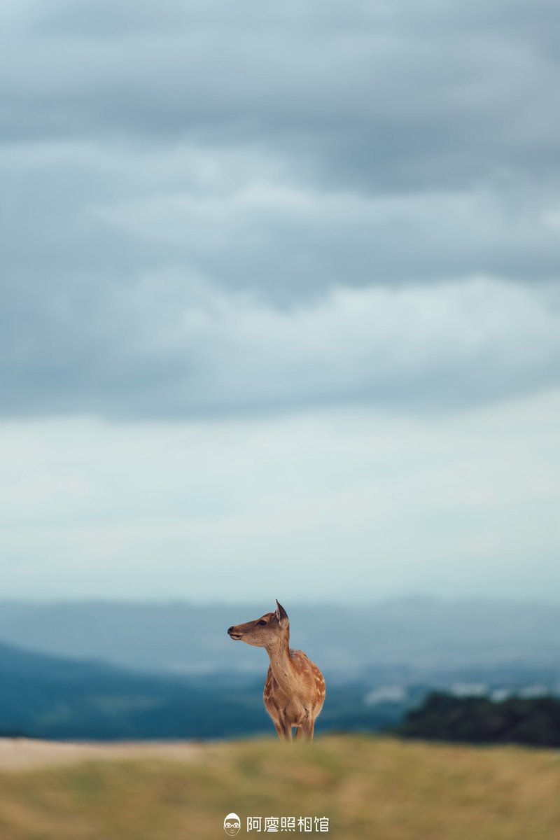 ryojzz's tweet photo. 山中寻鹿🦌 https://t.co/SkDQvXnJfD