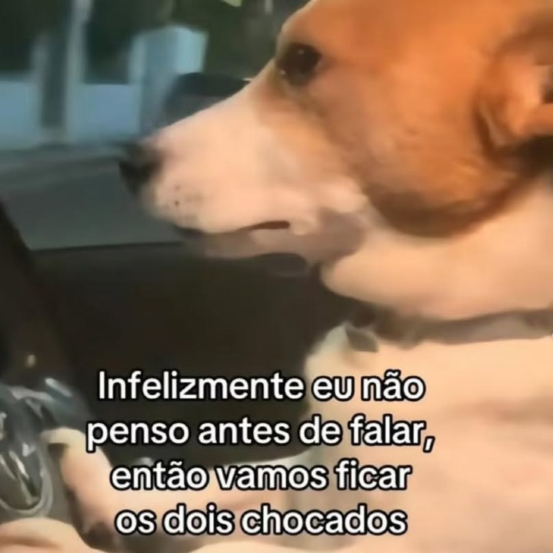 acervobichinho's tweet photo. https://t.co/osinwQmp3z