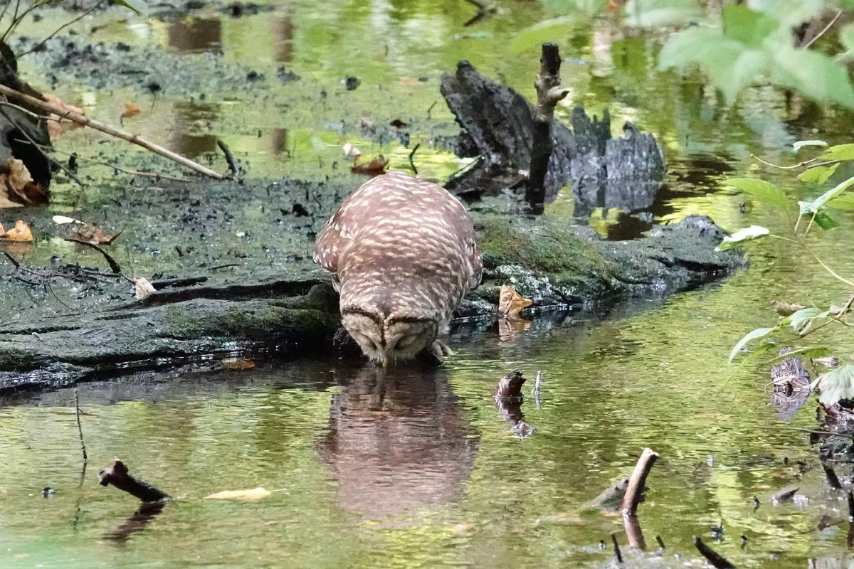 gigpalileo's tweet photo. Barred Owl 🤎🦉getting a drink at the Gill @CentralParkNYC  Ramble this afternoon
with @The_SDunn 
#birdcpp
#birdwatching
#owl https://t.co/wt4YGqhtIi