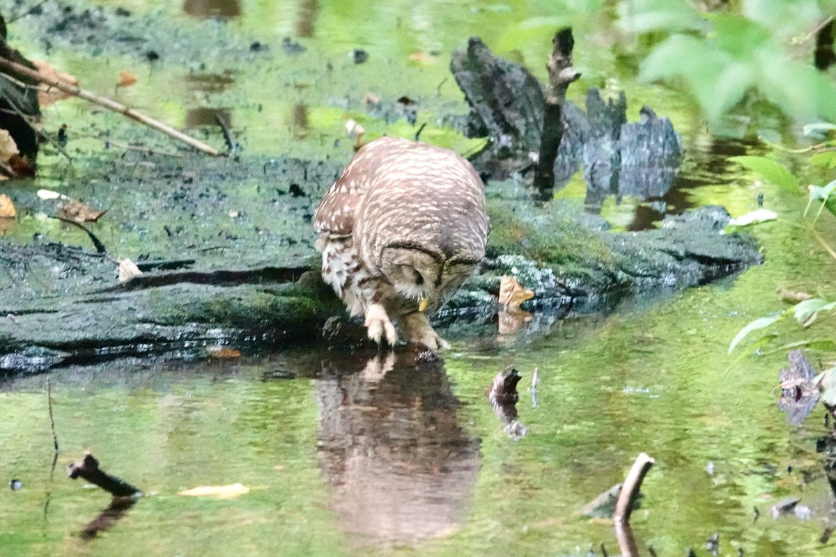 gigpalileo's tweet photo. Barred Owl 🤎🦉getting a drink at the Gill @CentralParkNYC  Ramble this afternoon
with @The_SDunn 
#birdcpp
#birdwatching
#owl https://t.co/wt4YGqhtIi