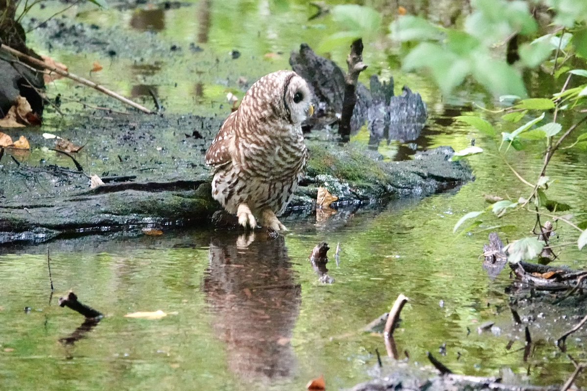 gigpalileo's tweet photo. Barred Owl 🤎🦉getting a drink at the Gill @CentralParkNYC  Ramble this afternoon
with @The_SDunn 
#birdcpp
#birdwatching
#owl https://t.co/wt4YGqhtIi