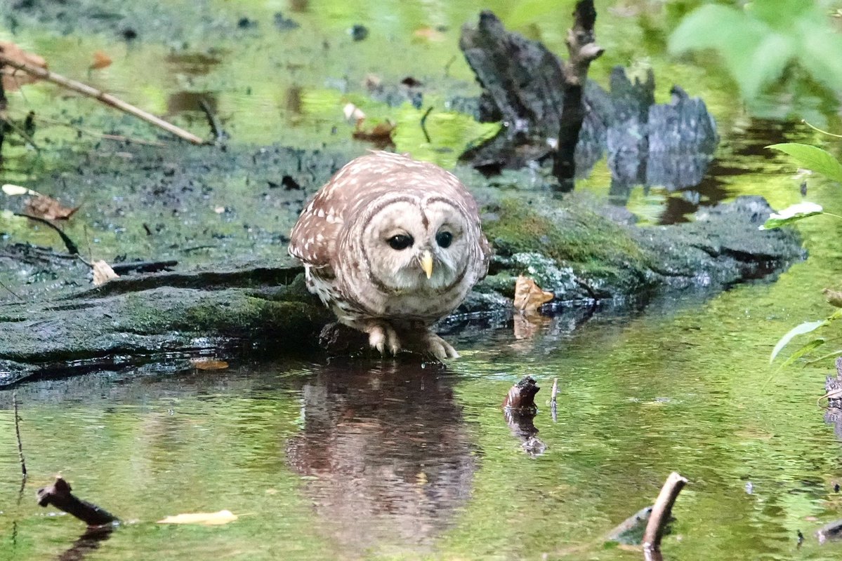 gigpalileo's tweet photo. Barred Owl 🤎🦉getting a drink at the Gill @CentralParkNYC  Ramble this afternoon
with @The_SDunn 
#birdcpp
#birdwatching
#owl https://t.co/wt4YGqhtIi