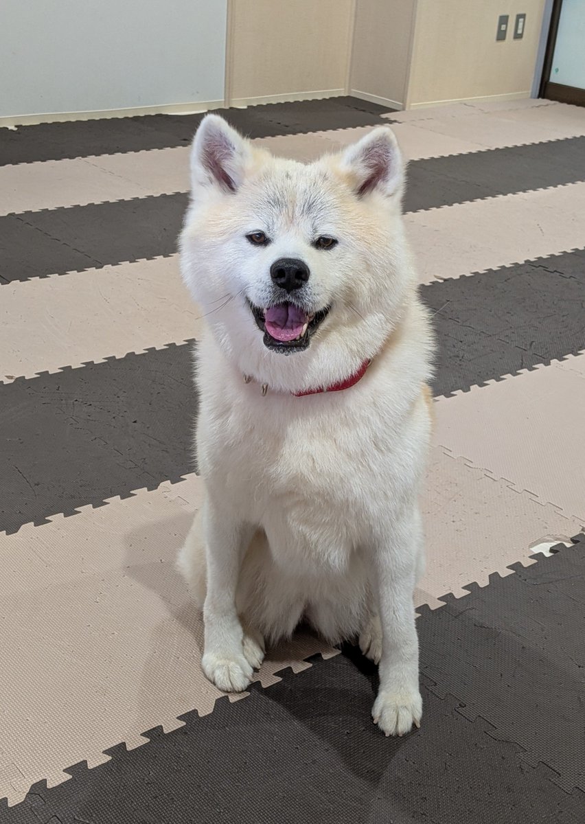 odate_akitainu's tweet photo. 本日9月20日(日)
午前の部(9:30~13:00)は、
赤毛の女の子｢楓(かえで)ちゃん｣(8歳)がお出迎え中です🐶🩷

9月14日で8歳になりました！🎂🎂
おめでとう🎉🎉🎉

come say hello to Kaede ！
F , 8y.o., adorable.

#きょうの秋田犬 #秋田犬の里 
#akitainu #akita https://t.co/OOqoKeB7sB