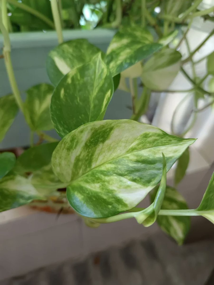 JohnSmithcuj4's tweet photo. Keep your pothos happy! Place in bright indirect light, water when top 2 inches of soil are dry—easy, low-maintenance green for any space. https://t.co/KIpBCdU0up