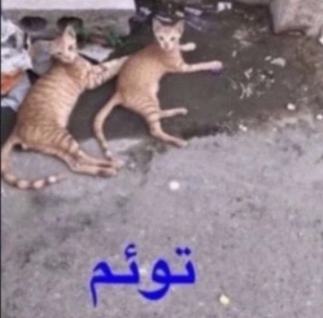 nxs_i8's tweet photo. @HustlerMusik توينز🫰🏿 https://t.co/nffEyQ1vuU
