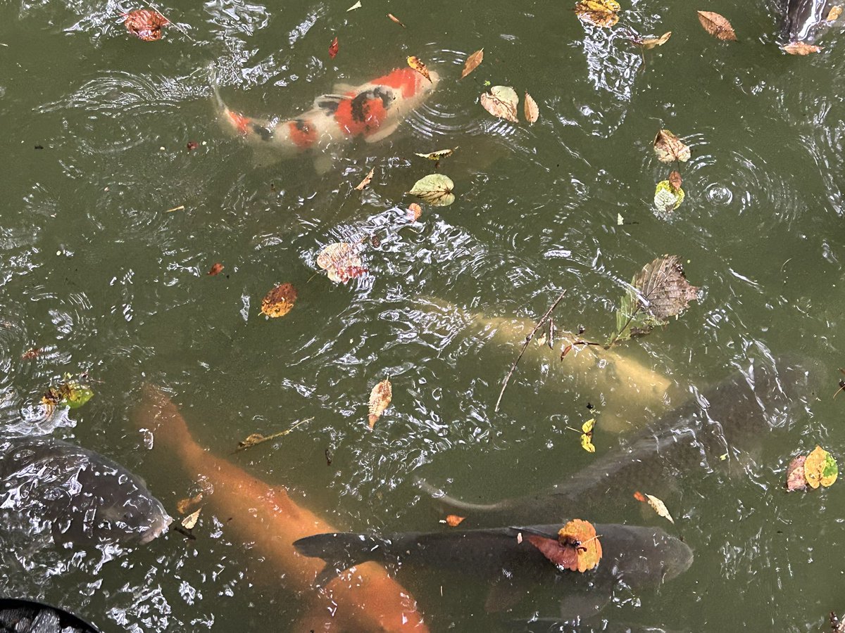 fu_min_p's tweet photo. 貝喰の池というところに来ました。「人面魚」がいるそうですが、残念ながらそれらしきはわかりませんでした。風景はとってもよかったです！
＃乗り鉄旅途中下車 ＃鶴岡 ＃貝喰の池 https://t.co/CtHlc97DNS