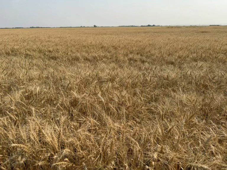 Stampseeds's tweet photo. CS Baker CWRS - new for 2027 😀
Yield, + quality 
https://t.co/RieOdShrzS https://t.co/XCTOB0SKny