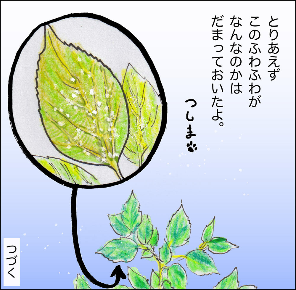 tsushimacat's tweet photo. や、どうも。
だいぶんすずしくなりましたね。
あさばんは、さむいくらいだよ。
でもこんかいは、ちょっとまえのこの夏のできごとだよ。 https://t.co/2P6xLslQ58