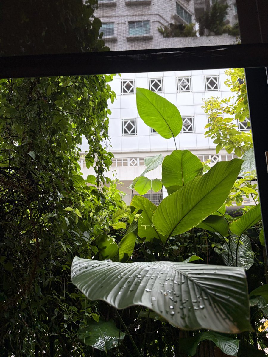Sharon_ssw's tweet photo. This is the ultimate rainy day window coffee spot https://t.co/ol3YFkr3AZ