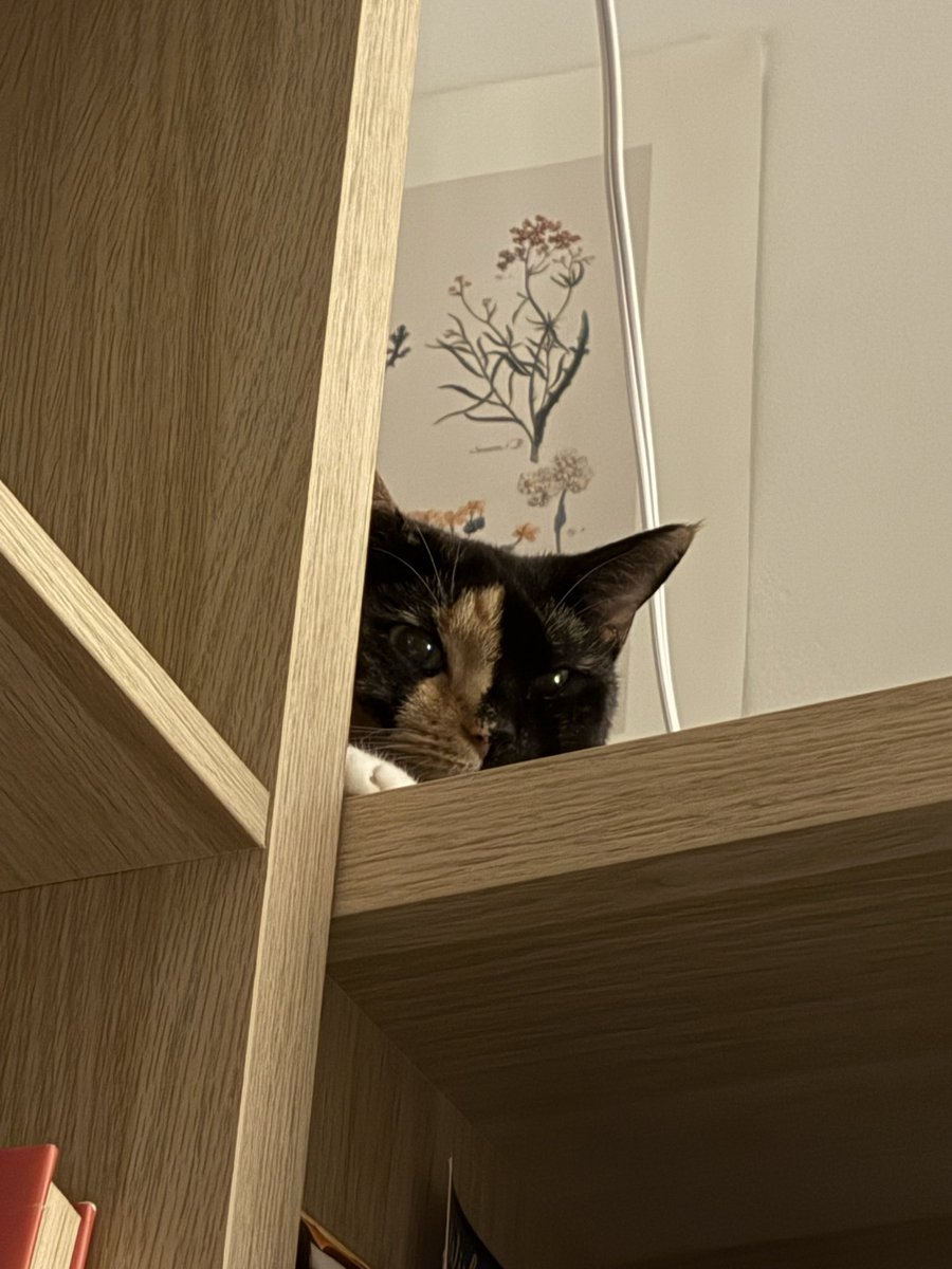 AttackedOnline's tweet photo. Cat posting https://t.co/jsexEKZEP2