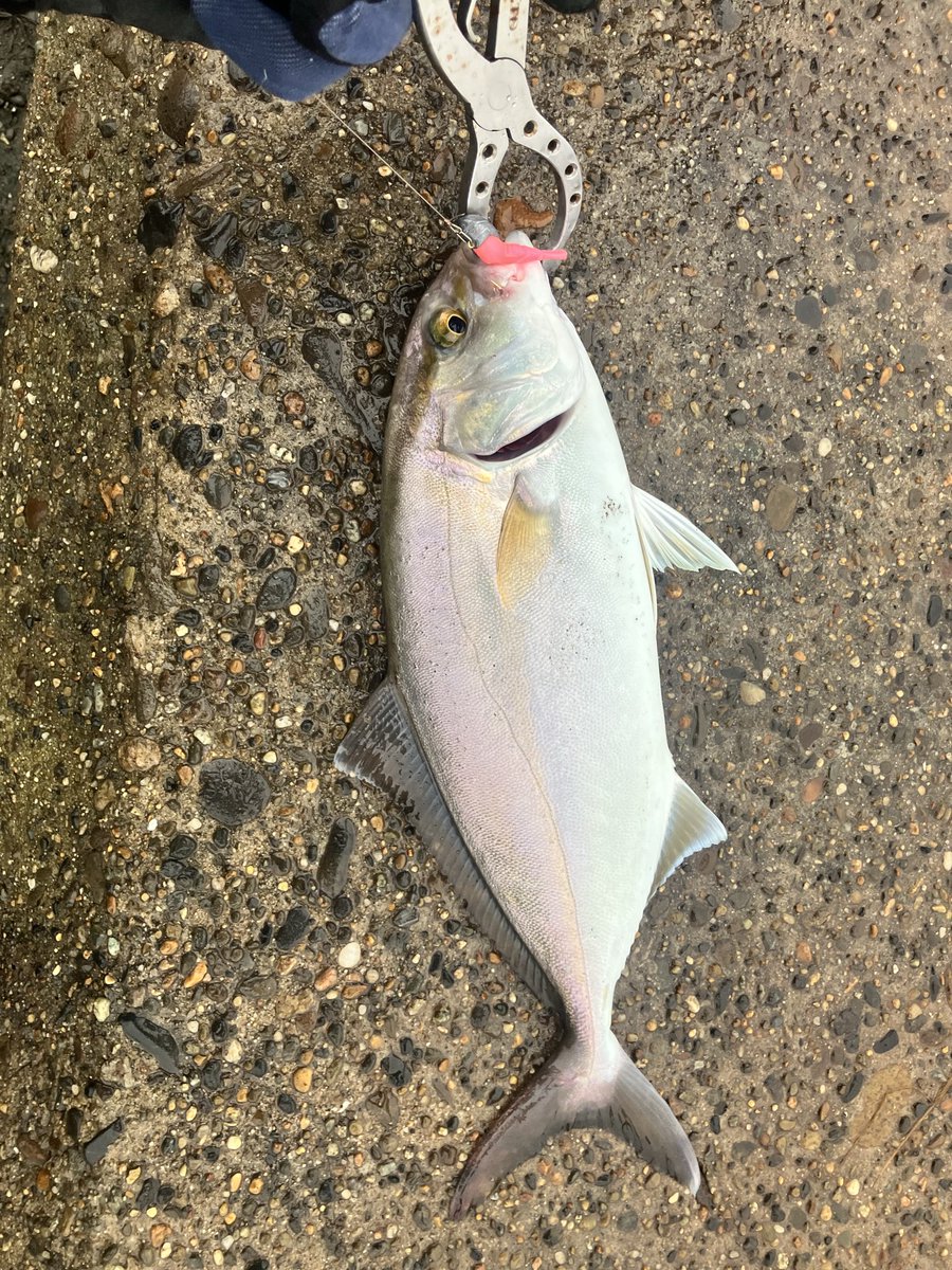 TAKASEA_1cho's tweet photo. 今日もショゴ一匹😅
普通のハネエビだから魚体がデカく見えるけど、昨日と比べて少しデカイくらい。
また次回、デカイの狙って頑張ります。 https://t.co/6cnPARgK21