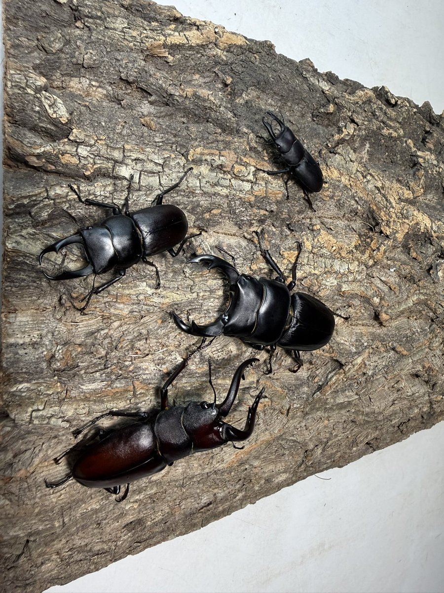 fullstackbeetle's tweet photo. 我が家の国産種集！ https://t.co/jmktoGFFMX