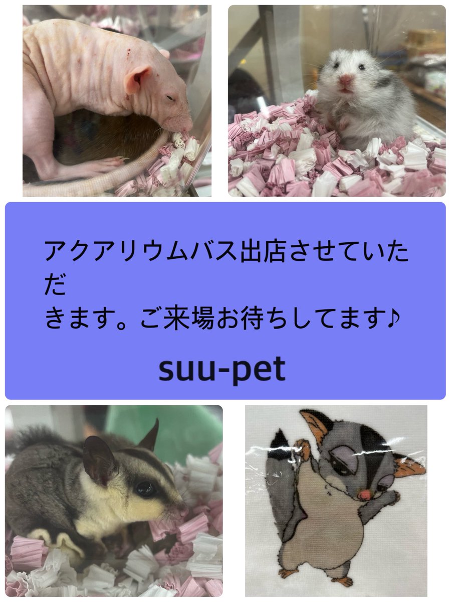 pet_suu's tweet photo. #アクアリウムバス
#アクバス
#小動物
#フクロモモンガ
#ラット https://t.co/wvuXA1zWEN