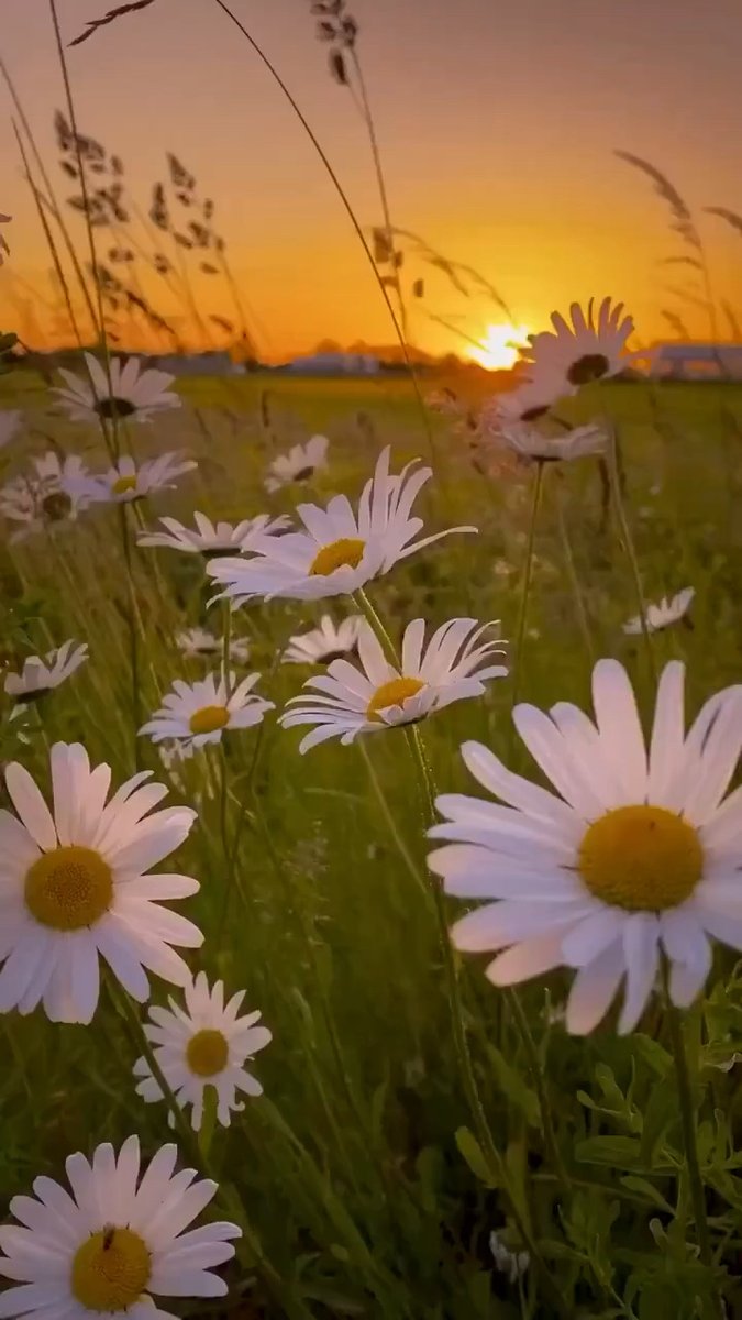 s54458061's tweet photo. New to photography Start by mastering light—natural light at golden hour (1hr after sunrise/before sunset) makes even basic shots look stunning. No fancy gear needed, just your phone! #Photography101 https://t.co/yKZ6Gt1fE0