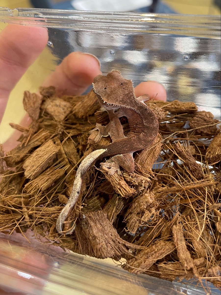 sunete__'s tweet photo. この子達ももちろんフォロワー割の対象、非常にまずい、、
@AMAYADORI_rep
#NEWReptilesDay https://t.co/ifovYgSFxO