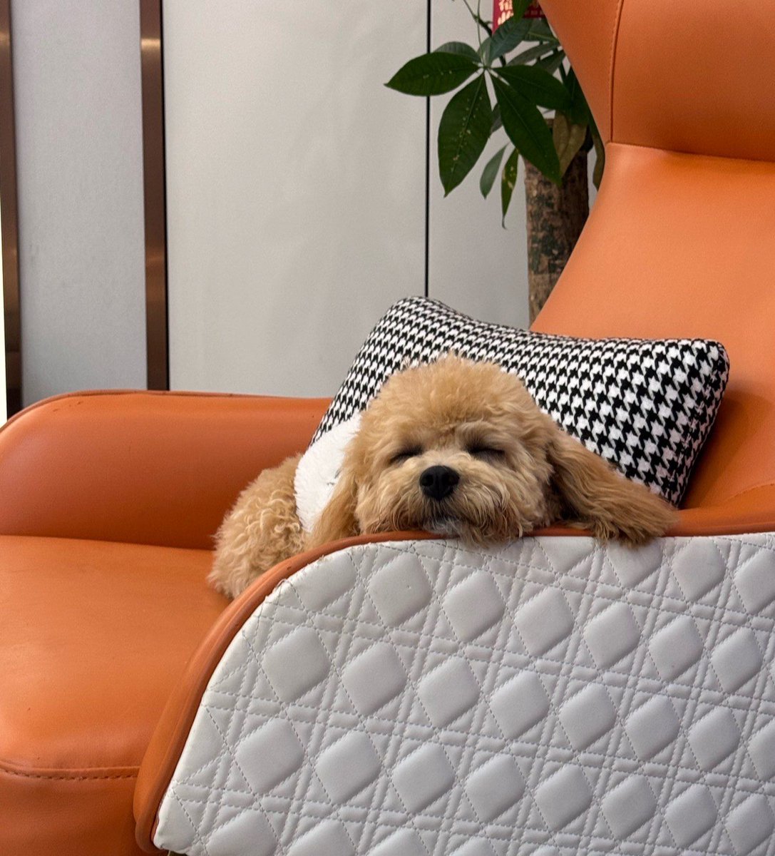 jadu_nuna's tweet photo. My pup’s lazy head on my lap = best weekend vibe  No plans needed, just this warm snuggle session and tail wags that make my whole day brighter. https://t.co/6cMCNHKsV9