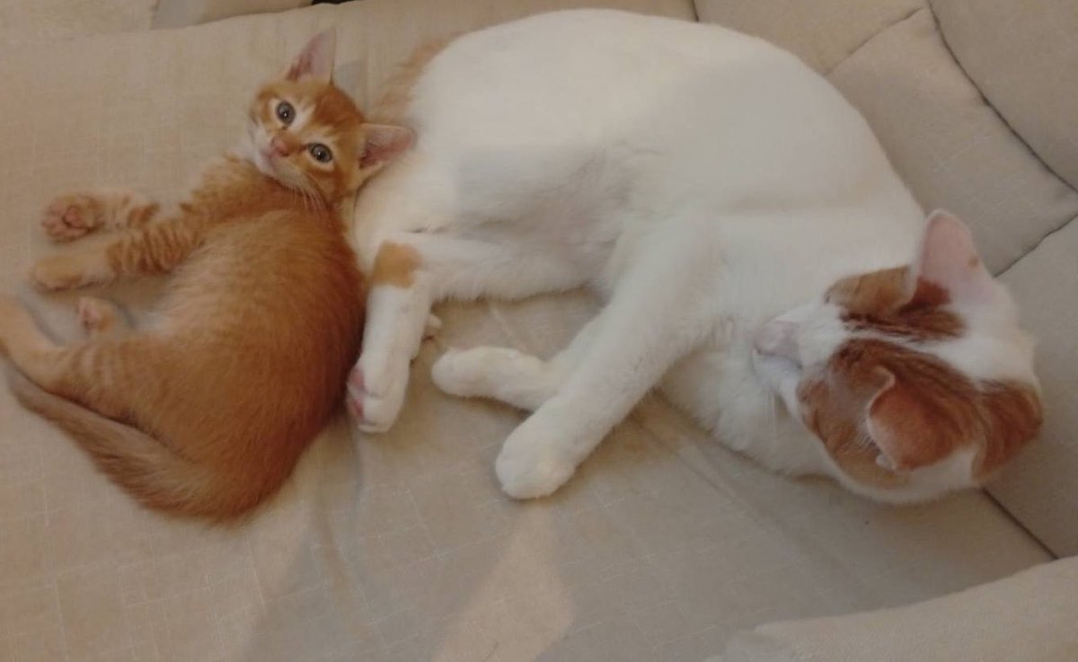 omoti0531's tweet photo. 新しい家族が増えました🐈

ますますにぎやか〜
🐈と👦🏻と一緒に暮らせてほんとに幸せ、、😮‍💨🤍

#惚気垢　#恋垢
#惚気垢さんと繋がりたい
#恋垢さんも繋がりたい https://t.co/Tn0BlBYg0B
