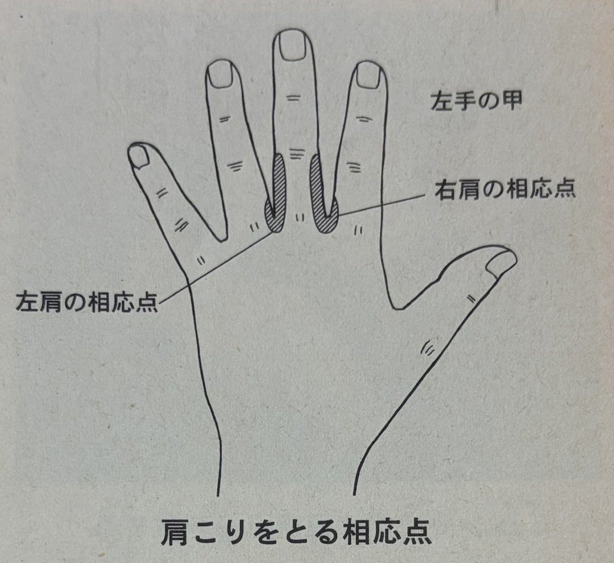 kami_nukenai's tweet photo. 肩が凝っている人は激痛かも

手の指と指の間にある「水かき部分」。

ここを反対の手の親指と人差し指で挟み、少し痛気持ちいいくらいの強さで揉んでみてください。

東洋医学や反射療法では、手には全身と関連するポイントがあると考えられていて、水かき部分への刺激は手や腕の緊張をゆるめるケアとして使われることがあります。

肩が重い人は、

揉みながらゆっくり肩を回してみるのもおすすめ。

左右それぞれの水かきを30秒ほど刺激します。

50肩のように肩が動かしづらい時も、肩そのものを無理に動かす前に、まず手先から刺激してみる。
意外と肩や腕が動かしやすく感じることがあります。

仕事の合間にもできる簡単なセルフケア。