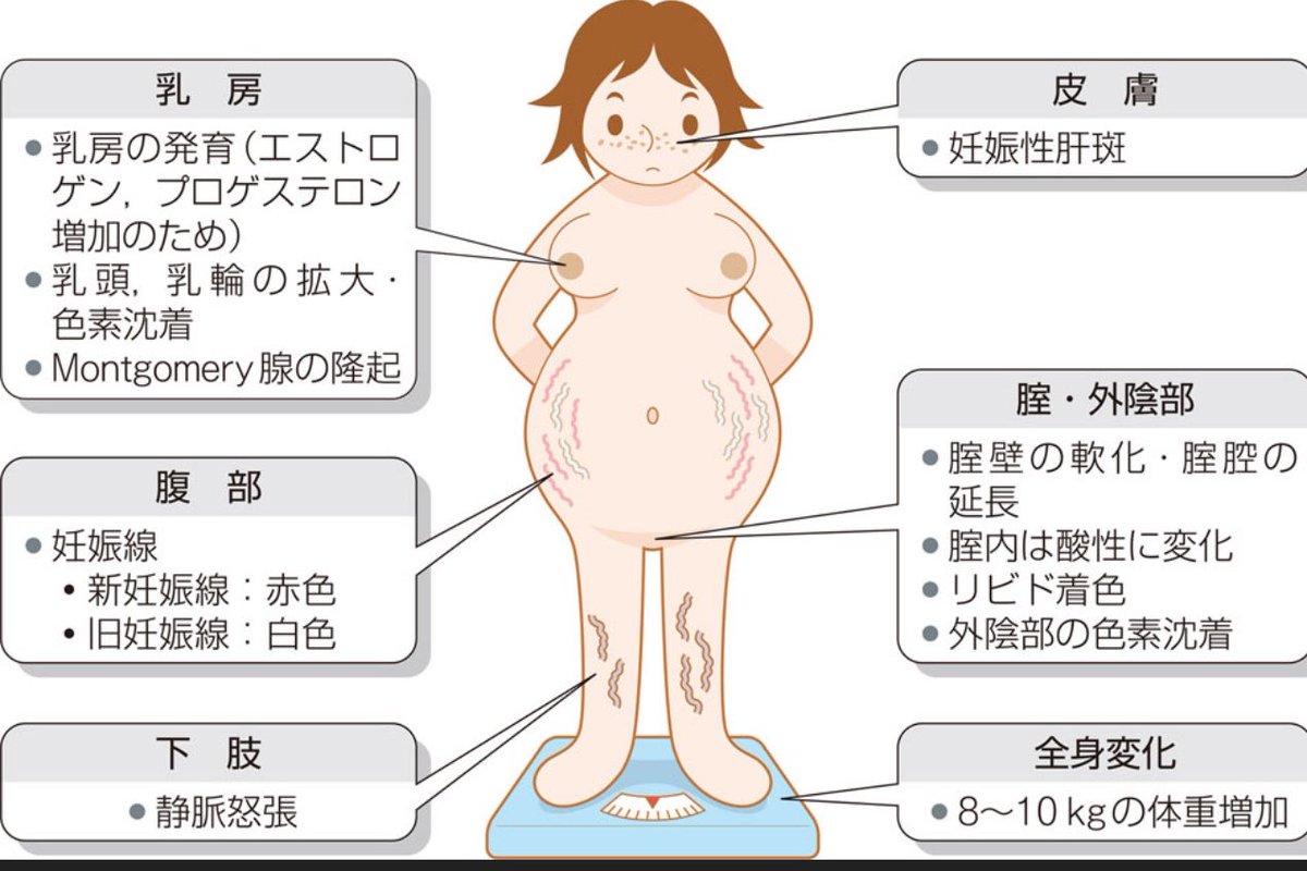 mayukoooobaby's tweet photo. 母体変化えぐい(ﾟﾛﾟ)
鉄分不足してそう

出典：病気がみえる産科 https://t.co/8GS5qiKQUx