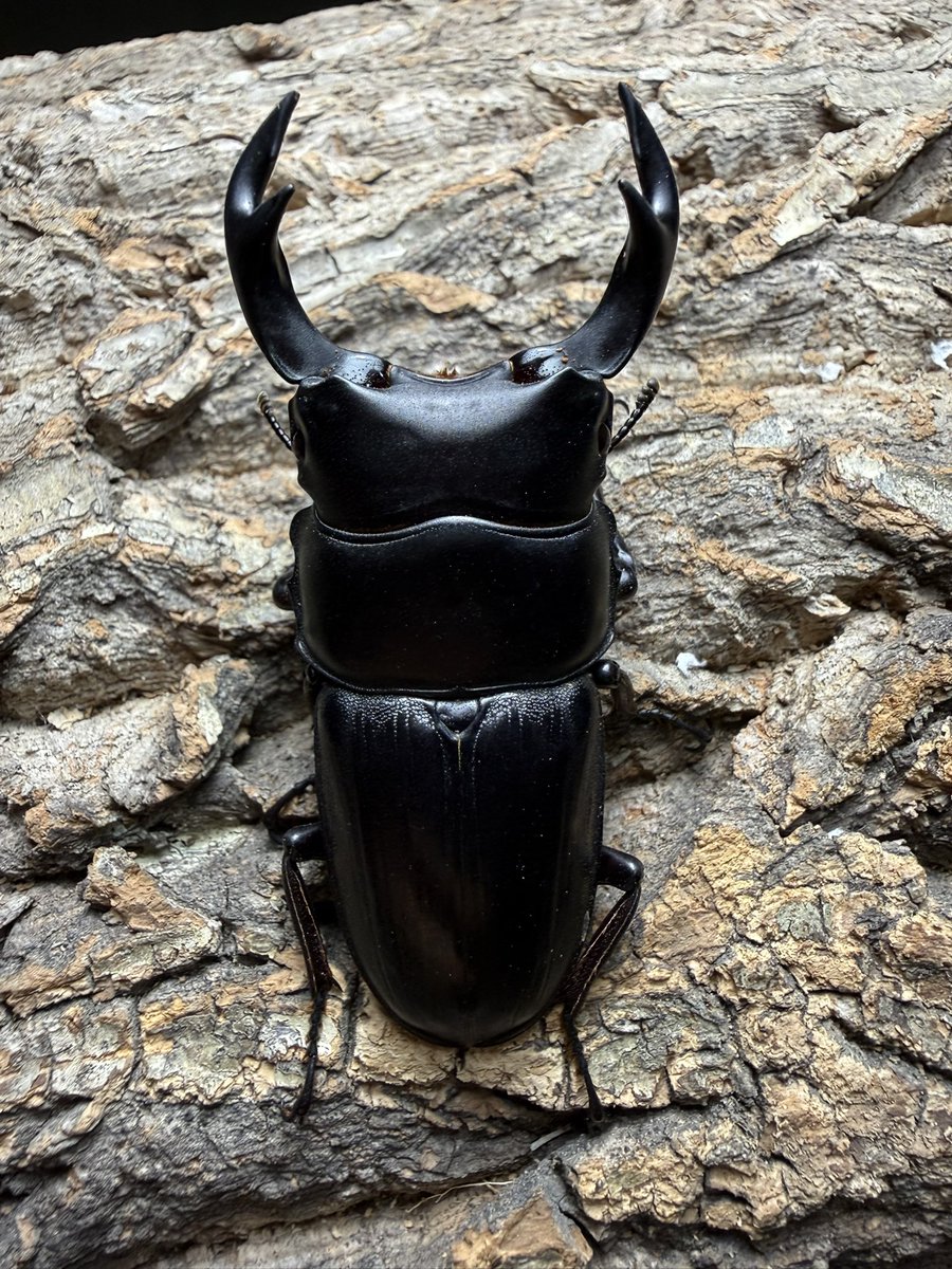 fullstackbeetle's tweet photo. wf1のオオクワたまんねぇ🤩
この個体の子孫は初令から500ボトルに入れて2ヶ月！
オオクワまともにやったことないので基準がわかりませんが元気に育ってます！

WF2で目指せ60ミリ後半の大歯というところでしょうか？ https://t.co/phdY1BCVap