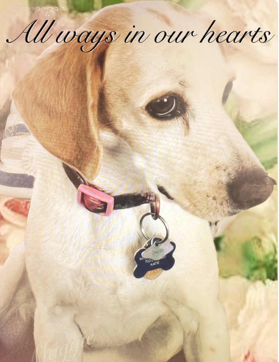 Cheesecake7777's tweet photo. It’s Katiebug from the Bridge 🐶🌈
We have lots of family here visiting with Hobro who is visiting from DC 
No shoes in our house so lots of feet’s 🤨
I use to have to put my paw on my nose from being around those smelly feet’s 🐶🙄 https://t.co/SbAslfivqY