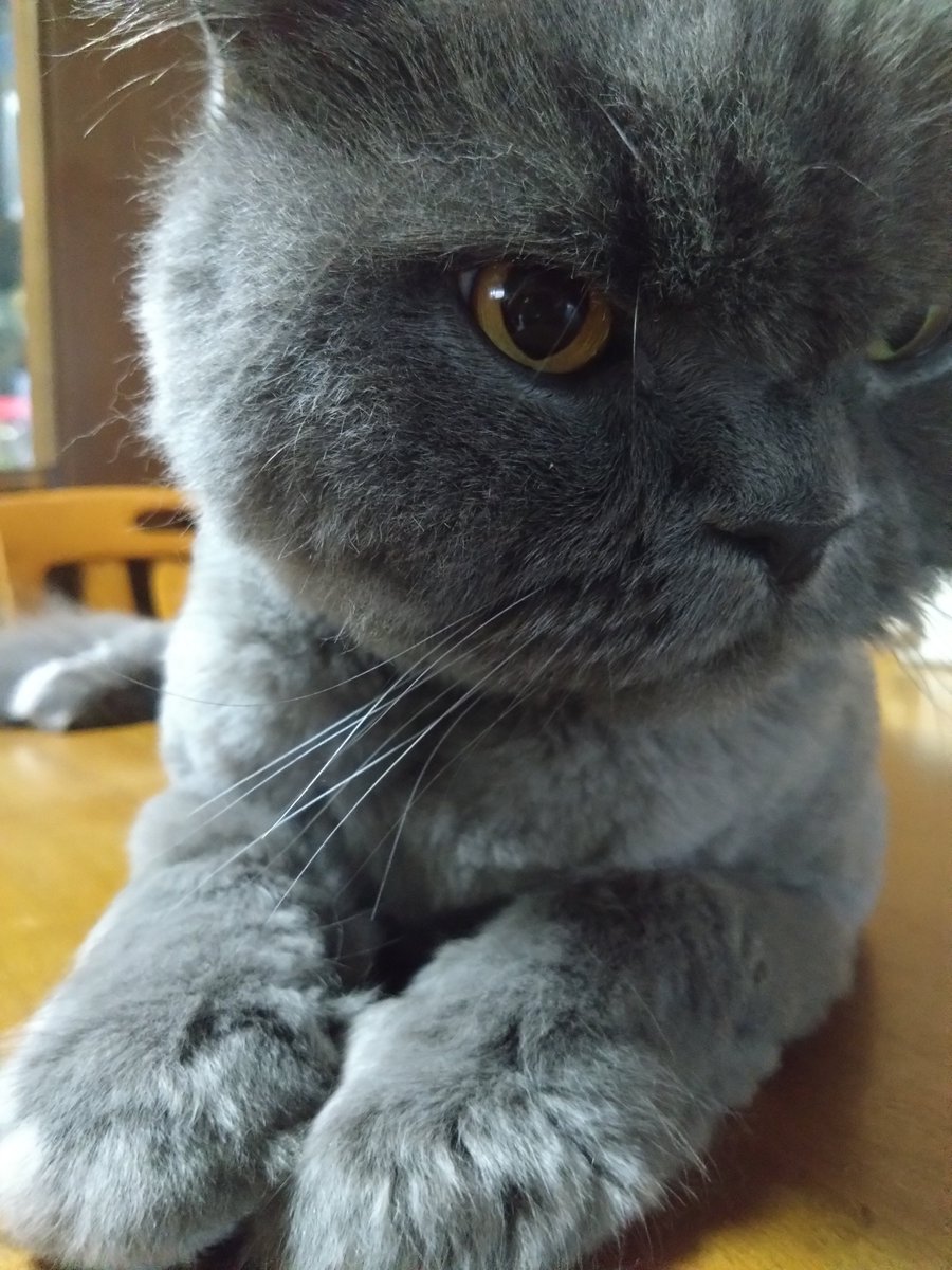 jan29_kitten's tweet photo. おはにゃん🐾
怒ってないよ
(๑•̀д•́๑)ｷﾘｯ✧︎としてるのさ https://t.co/O6Ah0msFyW