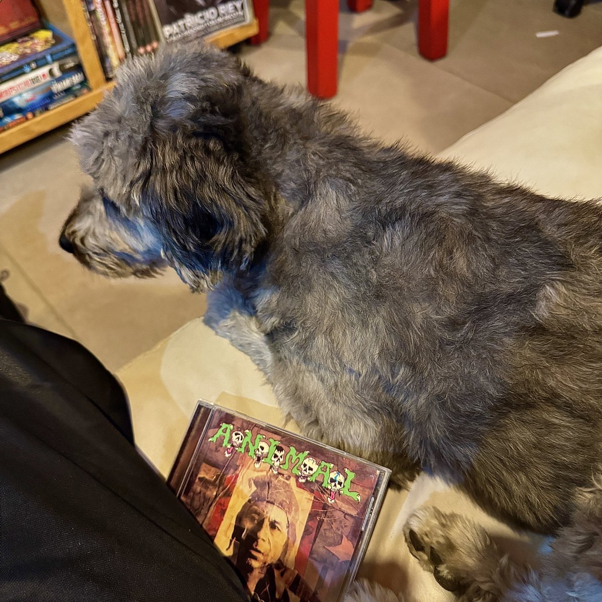 matusampler's tweet photo. animal con la perruna https://t.co/NtJdz2GDZF
