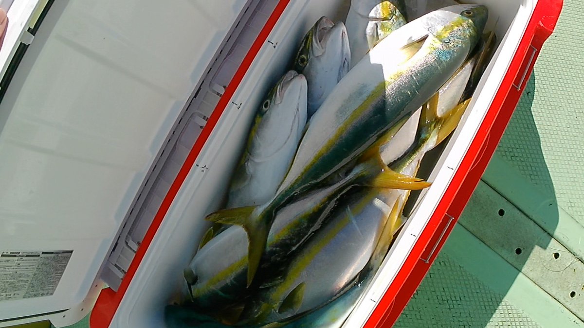 md4tsuri's tweet photo. 大船渡・崎浜沖の青物ジギング。

水深約60m、この日はほぼ底付近で反応。
155gのセミロングジグでは着底直後の「着ドン」もあり、後半は入れ食い状態になりました。
最終釣果はワラサ5匹。
使用ジグやタックル、バラシから感じた改善点までブログにまとめました。

https://t.co/RFaRdX8TM0
#大船渡 #青物ジギング #ワラサ #三陸釣り