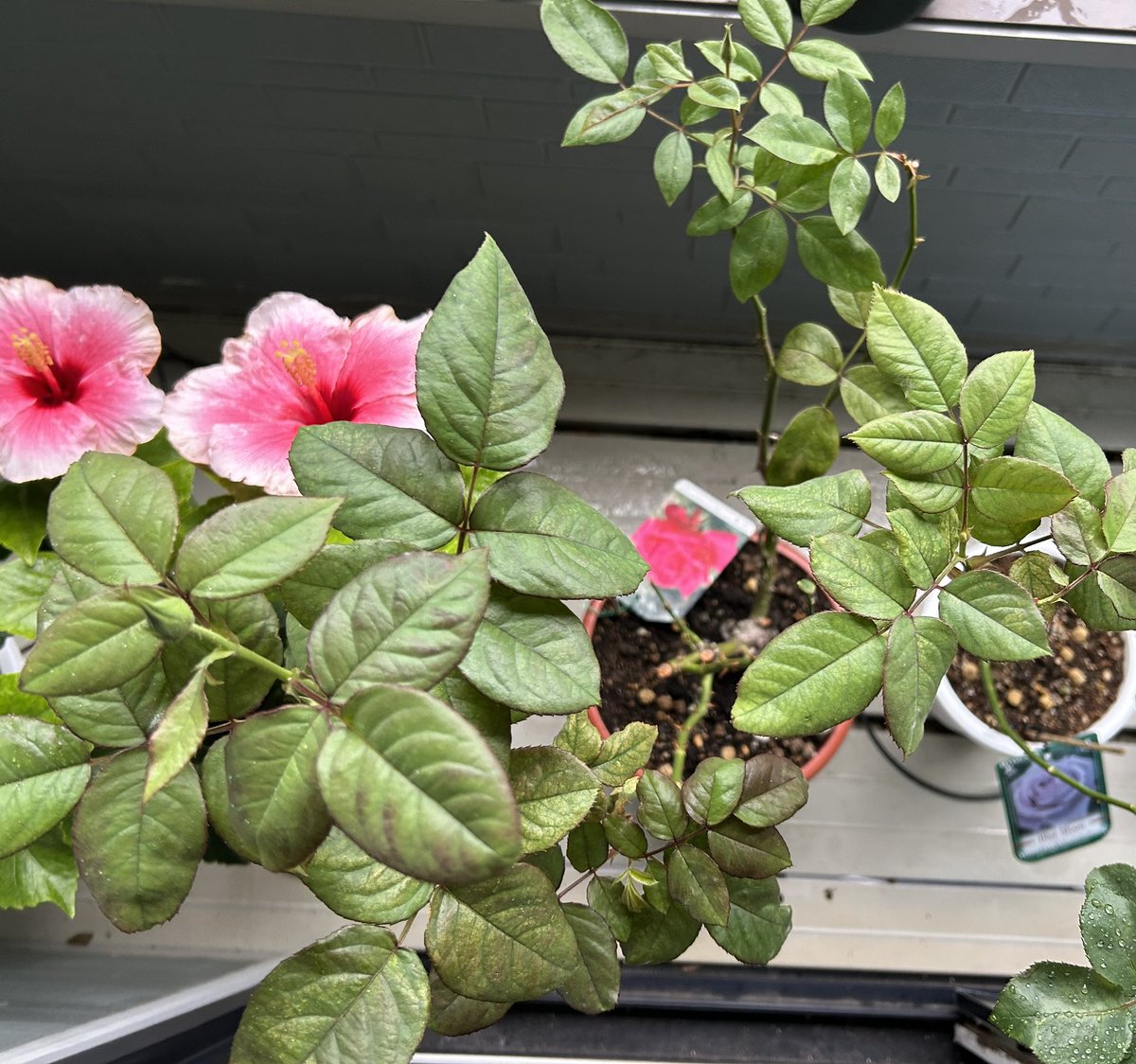 KAEDE00923's tweet photo. 樹勢力(枝を育つ力)が弱いと評価されてる薔薇も蕾が合計で3個生えてた🐍

再び鼻がツーンとした香るの楽しみ🥀 https://t.co/URrsiJXl1O